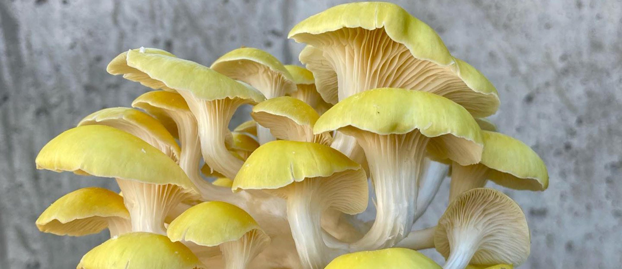 Image of a yellow oyster mushroom brunch